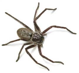 Knox Pest Control Huntsman Spider