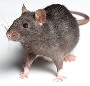 Knox Pest Control Rat