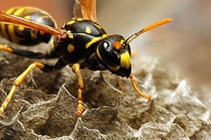 Wasps - Knox Pest Control