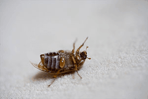 Carpet Beetles - Knox Pest Control
