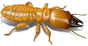 Termite Inspection - Knox Pest Control